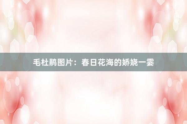 毛杜鹃图片：春日花海的娇娆一霎